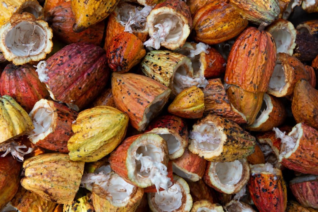 cacao-pod